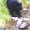 Black Bear at fish creek, Hyder, Alaska
