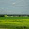 Raps mit Farm