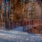 Bridge in the woods