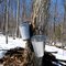 Maple Sap Bucket's