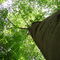 Canopy in Clear Creek Forest