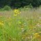 Tallgrass Prairie at Highgate Cemetery