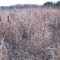 Fleming Creek Prairie - Roundhead Bushclover in December