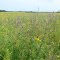Desmodium and Ratibida in Sheldon Prairie