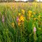 Beer Tallgrass Prairie