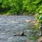 Pêche à la mouche / Flyfishing n