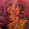 Flames of the Canadian autumn...