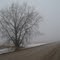 Tree and Fog