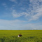Field in Saskatchewan
