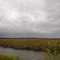 Salt Marsh, Cedar Island