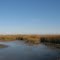 Wetlands On The Sound Side of Ophelia Inlet