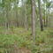 Mixed Evergreen Decidous Forest
