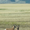 Antelope Plains