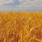 Wheat Fields - Leader, Saskatchewan