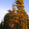 Lake Pine
