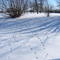 hungarian partridge paths in snow