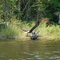 Eagle in flight