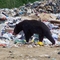Bears scavenging at the Refuse Site near Ile-A-La Crosse, Saskatchewan