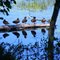 Ducks reflected
