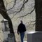 Cemetery Trees