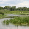 Lobstick River in the Summer