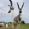 Bigger than life wildlife sculptures at Pennant