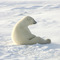 Waiting for the ice to form - Slumpy Polar Bear