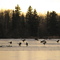 Geese Refuse to leave
