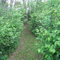 Nature Trails