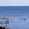 Pelicans on the lake