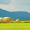 hay rolls on the vermont farm fields