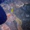 Undulated Moray at Lynn's Knee