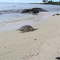 Hawaiian green sea turtle 6-27-05