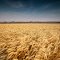 Wheat Fields Kerrobert