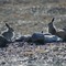 Artic Babies 2008_1