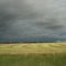 Canola field during harvest