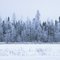 Snowy trees and train track at Highway No. 10, South of The Pas