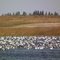 Waves of Forest, Grassland, and Snowgeese.