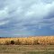 2010, Union, Ohio, USA - cornfield
