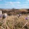 ...Crocus Plains...