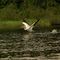 White American Pelican - taking off