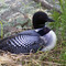 Loon
