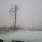Tree on road to rez
