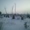 Moose