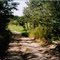 Farm road by the old homestead near Leoville, Sk. 1998
