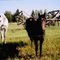 Near Leoville, Sk. in 2003