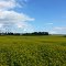 Minnedosa M.B - Canola Field