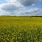 Minnedosa M.B - Canola Fields