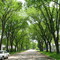 Neepawa's Trees, Neepawa, Manitoba, Canada