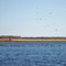 Geese on Lake Irwin